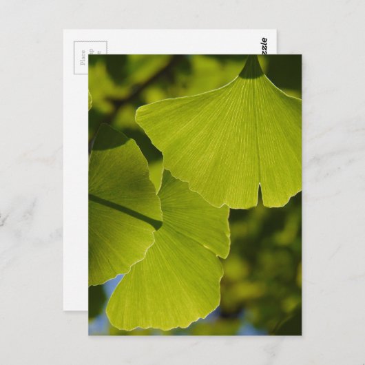 太陽に照らされたイチョウの葉 ポストカード (正面/裏面)