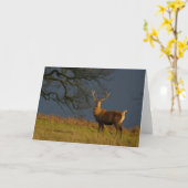 太陽に照らされた雄鹿の挨拶状 カード (黄色い花)
