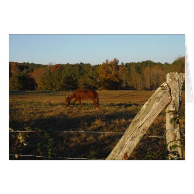 太陽に茶色の馬 (正面横)