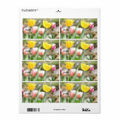 太陽に輝くチューリップ ラベル (フルシート)