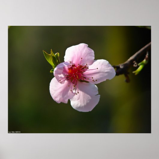 太陽のさくらんぼでワイルドな花を咲かせるポスター ポスター (正面)