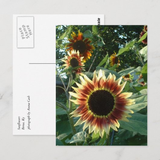 太陽のひまわり ポストカード (正面/裏面)