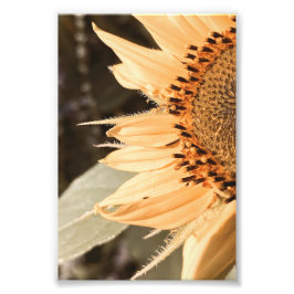太陽のキスを受けたゴールデンサンフラワー フォトプリント           