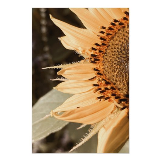 太陽のキスを受けたゴールデンサンフラワー ポスター (正面)