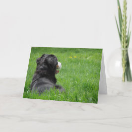 太陽のセレナ カード