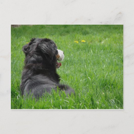 太陽のセレナ ポストカード (正面)