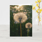 太陽のタンポポ カード (黄色い花)