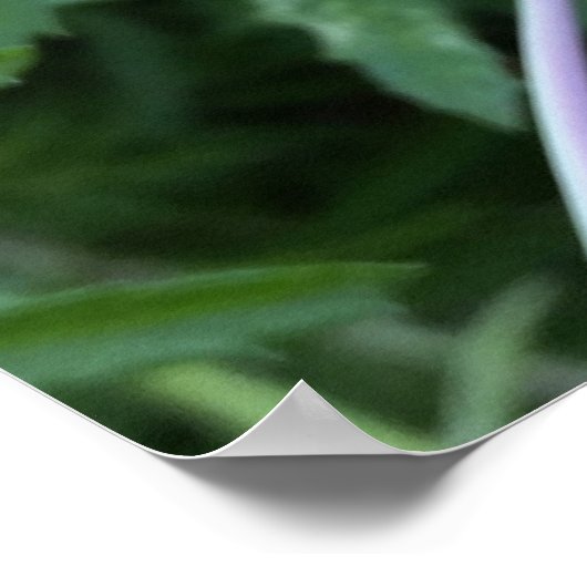 太陽の下でマリゴールド ポスター (角)