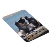 太陽の下でライオンの三雄がバキング マグネット (右側)