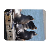 太陽の下でライオンの三雄がバキング マグネット (横)