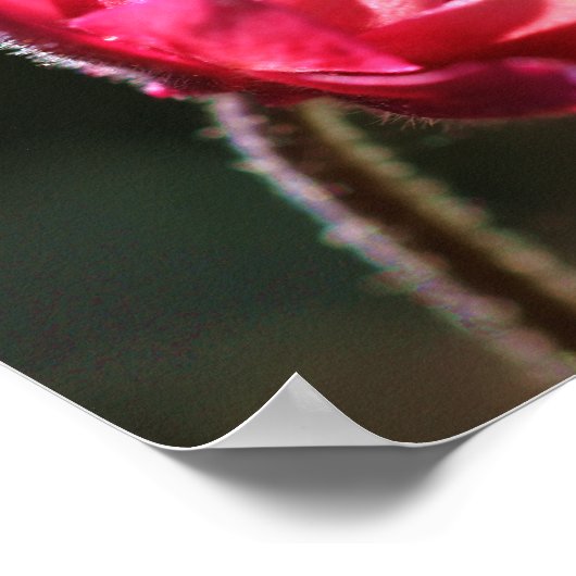 太陽の下で一度に引用文の花 ポスター (角)