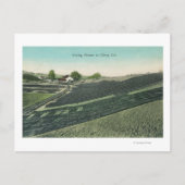 太陽の下で乾燥するプルーンの空中表示 ポストカード (正面)