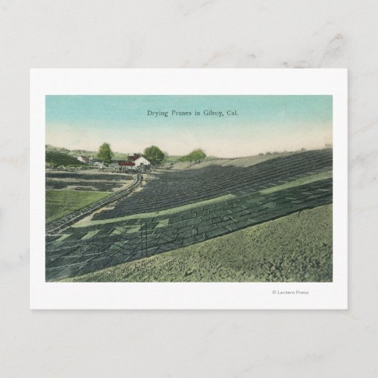 太陽の下で乾燥するプルーンの空中表示 ポストカード (正面)