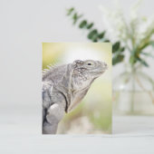 太陽の下で大きな緑のイグアナのバキング ポストカード (スタンド正面)