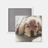 太陽の下で眠るゴールデン・リトリーバーの子犬 マグネット (正面/裏面)