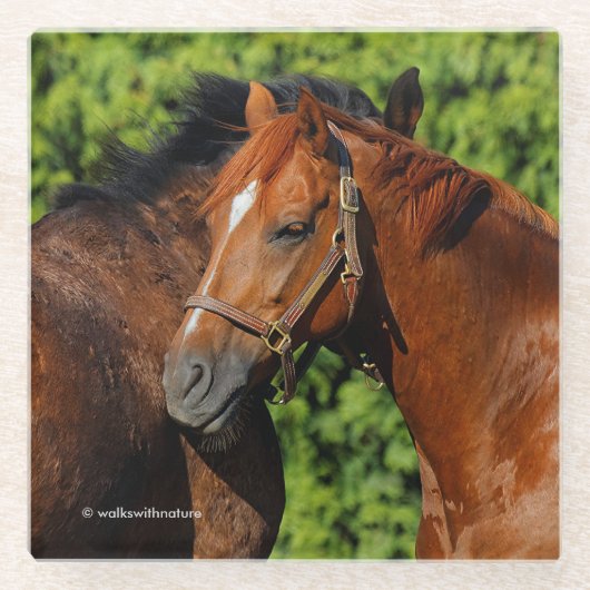 太陽の下に美しい栗の馬が2頭 ガラスコースター (正面)