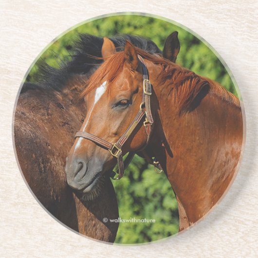 太陽の下に美しい栗の馬が2頭 コースター (正面)