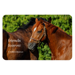 太陽の下に美しい栗の馬が2頭 マグネット