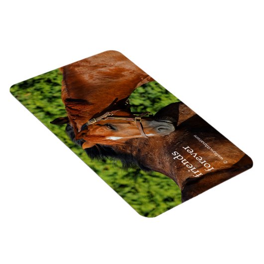 太陽の下に美しい栗の馬が2頭 マグネット (右側)