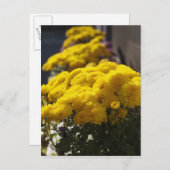 太陽の下に黄色のマリーゴールド ポストカード (正面/裏面)