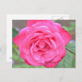 太陽の下のピンクの花 ポストカード (正面/裏面)