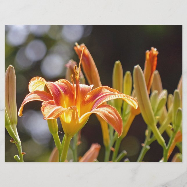 太陽の下のユリ (正面)