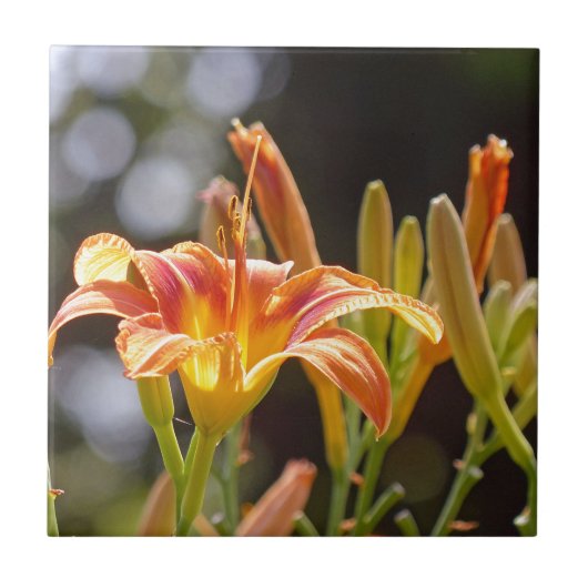 太陽の下のユリ タイル (正面)