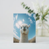 太陽の下の好奇心アルパカ ポストカード (スタンド正面)