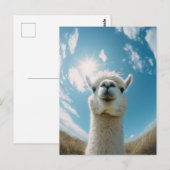 太陽の下の好奇心アルパカ ポストカード (正面/裏面)