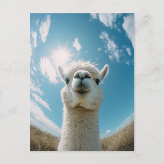 太陽の下の好奇心アルパカ ポストカード (正面)