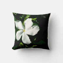 太陽の下の白ピンホイールジャスミン