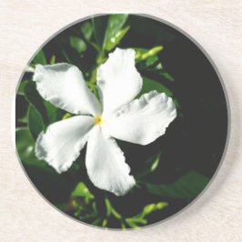 太陽の下の白ピンホイールジャスミン コースター