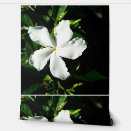 太陽の下の白ピンホイールジャスミン 壁紙