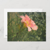 太陽の下の白蓮 ポストカード (正面/裏面)