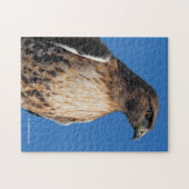 太陽の下の雄大な赤尾のタカ ジグソーパズル (横)