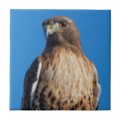 太陽の下の雄大な赤尾のタカ タイル (正面)