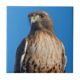 太陽の下の雄大な赤尾のタカ タイル