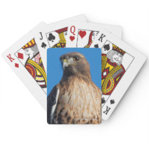 太陽の下の雄大な赤尾のタカ