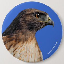 太陽の下の雄大な赤尾のタカ 缶バッジ