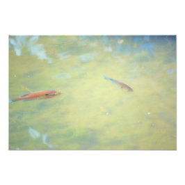 太陽の下を泳ぐ フォトプリント           