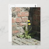 太陽の中のタンポポ。 ポストカード (正面/裏面)