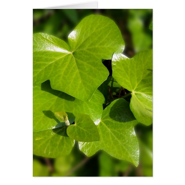 太陽の中のツタ (正面)