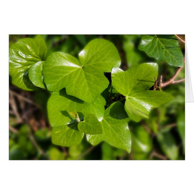 太陽の中のツタ (正面横)