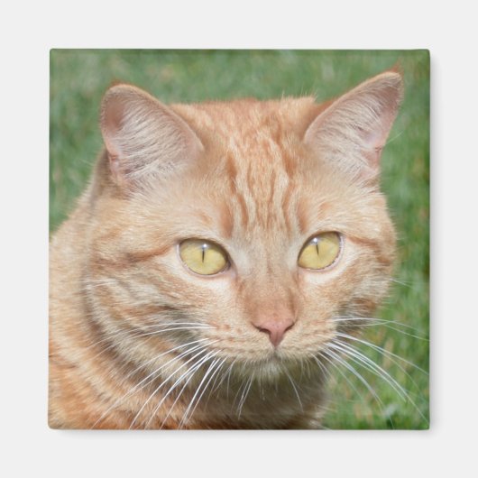 太陽の中のマーマレード マグネット (正面)