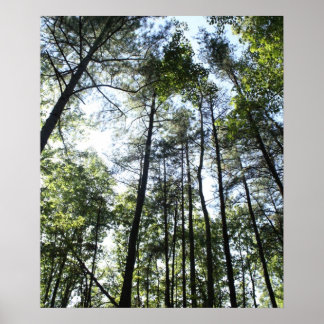 太陽の中のワイドな木 ポスター