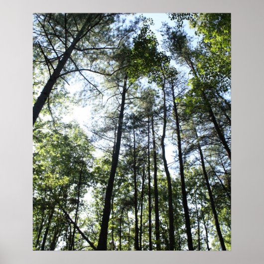 太陽の中のワイドな木 ポスター (正面)