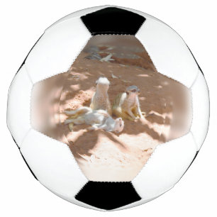 太陽の中の3つのメルカットおもしろい、サッカーボール サッカーボール