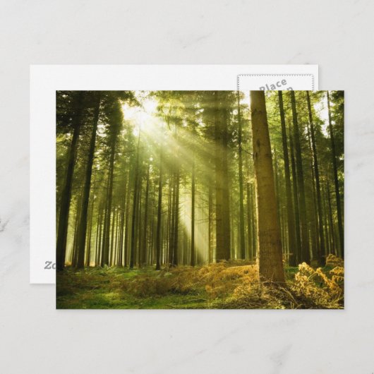 太陽の光で松の森輝く ポストカード (正面/裏面)