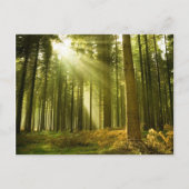太陽の光で松の森輝く ポストカード (正面)