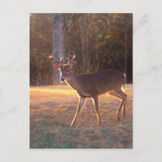 太陽の光の中のシカ ポストカード (正面)